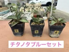 2025年最新】アガベ実生の人気アイテム - メルカリ