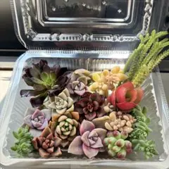 多肉植物 カット苗 詰め合わせ 40