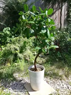 風格の有る パンダガジュマルです 58x65cmくらい 観葉植物 - メルカリ