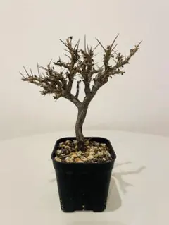 komaneko様 リクエスト 3点 まとめ商品