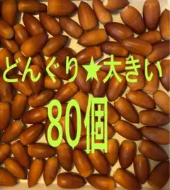 どんぐり★大きい80個
