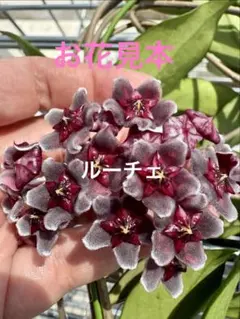 ホヤ プビカリクス　ロイヤルハワイアンパープル　観葉植物 苗 hoyaのサムネイル