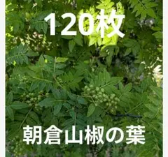2026年最新】山椒の葉っぱの人気アイテム - メルカリ