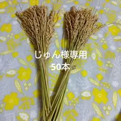 じゅん様専用　稲穂　50本　ドライフラワー　しめ縄素材等