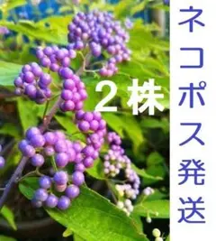 【taka様専用・ネコポス】２株 コムラサキシキブ 紫式部 実生苗 丈約４０㎝