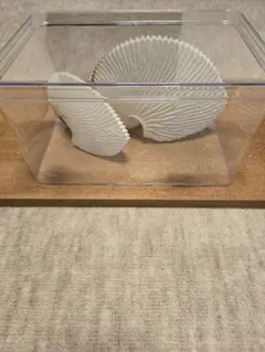 アオイガイ(タコブネ)　大１個　ジャンク