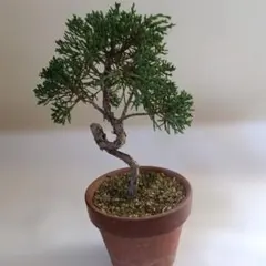 盆栽 真柏 観葉植物 鉢植えのサムネイル