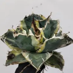 2025年最新】アガベ白鯨錦の人気アイテム - メルカリ