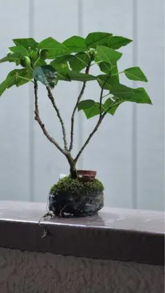 イヌビワの盆栽（弌屋鉢）のサムネイル