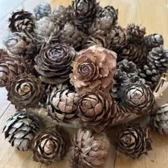 松ぼっくり　シダローズ　クリスマス　ハンドメイド