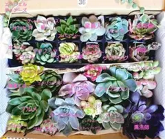 36.多肉植物エケベリア　カット苗30種類詰め合わせ　寄せ植えセット