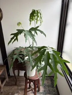 大株 シェフレラ ノヴァ ノバ 6号鉢 Amazon.co.jp: シェフレラ ノヴァ 6号 大型 室内 観葉植物