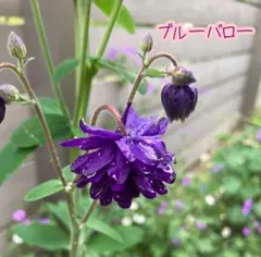 オダマキ　ブルーバロー　苗　No.2のサムネイル