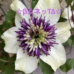 ♪レ・ジュール♪様 リクエスト 2点 まとめ商品