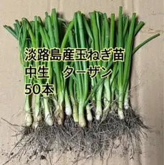 2026年最新】ターザン 苗の人気アイテム - メルカリ