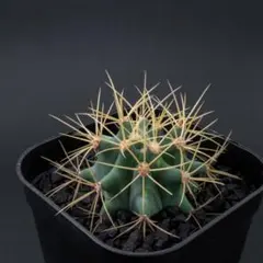 2025年最新】金冠竜の人気アイテム - メルカリ