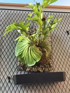 希少】パキポディウム ラメリー 約40cm 美株 実生 塊根植物 抜き苗発送