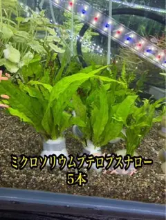2026年最新】ミクロソリウムの人気アイテム - メルカリ