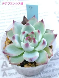 2025年最新】チワワエンシス錦の人気アイテム - メルカリ