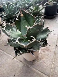 アガベ　チタノタ　オテロイ　シーザー　極上　ボールタイプ　大株　9 アガベ チタノタ オテロイ シーザー 極上 ボールタイプ 大株 9