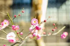 2026年最新】nikon 50mm f1.8の人気アイテム - メルカリ