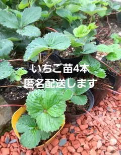 いちご苗4本(抜き苗)　　　　農薬不使用のサムネイル