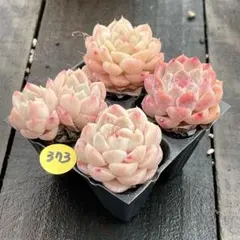 ケンちゃん様 リクエスト 2点 まとめ商品