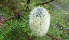 Banksia オブロンギフォリア　種子のサムネイル
