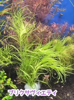 Side-on様 リクエスト 3点 まとめ商品