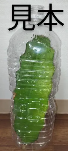 テガ様 リクエスト 2点 まとめ商品