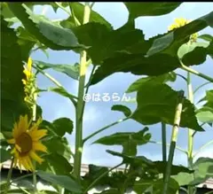 巨大ひまわりの種 15粒