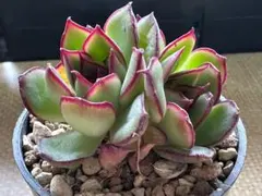 な*ち様 No.d40 新品種　紅玉縁　エケベリア　多肉植物　撮影10月22日