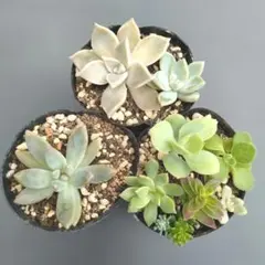 多肉植物　寄せ植え　カット苗のサムネイル