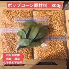 家庭菜園 ポップコーン 2025年産 500g 栽培中農薬不使用 - メルカリ