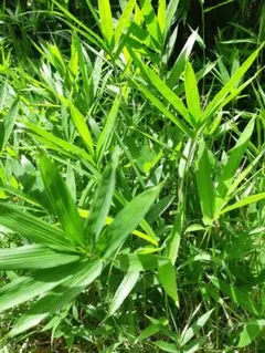 はなびさん専用 蟠桃 苗 実生 5本 - メルカリ