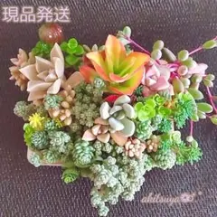デビー 月花美人 紅葉祭り マジョール 姫秋麗❤多肉植物 寄せ植えセダム