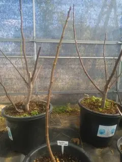 2026年最新】golden riversideの人気アイテム - メルカリ