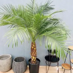 現品］83番 フェニックスロベレニー 8号 観葉植物 室内 ヤシ 南国風