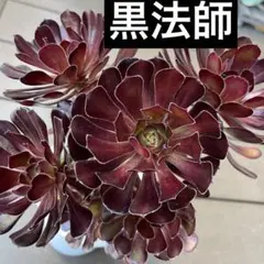 多肉植物　アエオニウム属　黒法師のサムネイル