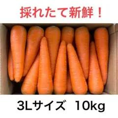 4 砂地栽培　新鮮な柔らかい大きな　人参　3Lサイズ　10kg 農家直送のサムネイル