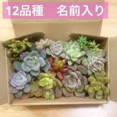 u*f様 レモントル　白雪姫　小梅　ブランコ　ブルーブリトー　虹の玉など多肉植物