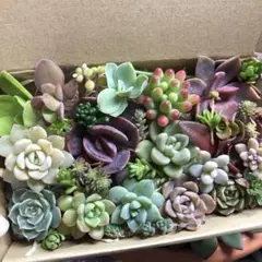 専用出品です♡ 多肉植物葉挿し苗セット☆匿名配送 Hoshi☆Taniku