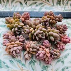 リンダリンダ　多肉植物　多肉弁当　詰め合わせ　寄せ植え　セット　カット苗