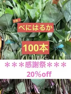 2026年最新】栗かぐや 苗の人気アイテム - メルカリ