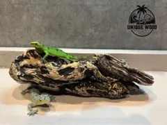 天然流木　爬虫類　両生類　アクアリウム　インテリア　煮沸済　【270】のサムネイル