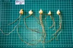 chica様 リクエスト 2点 まとめ商品