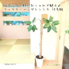 B級品/大型観葉植物】濃緑色の葉色が美しい♪フィカス ロブスター10号