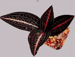 でらはんちょう様 リクエスト 6点 まとめ商品