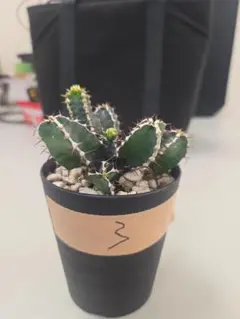 ROOTELIER & 日日花様 リクエスト 2点 まとめ商品