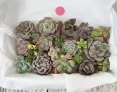 2. 【現品発送】色味厳選！　韓国苗入り多肉カット苗BOX